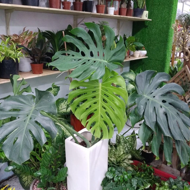 5 lý do vì sao nên trồng một cây trầu bà trong nhà 5 lý do vì sao nên trồng một cây trầu bà trong nhà