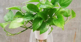 5 lý do vì sao nên trồng một cây trầu bà trong nhà