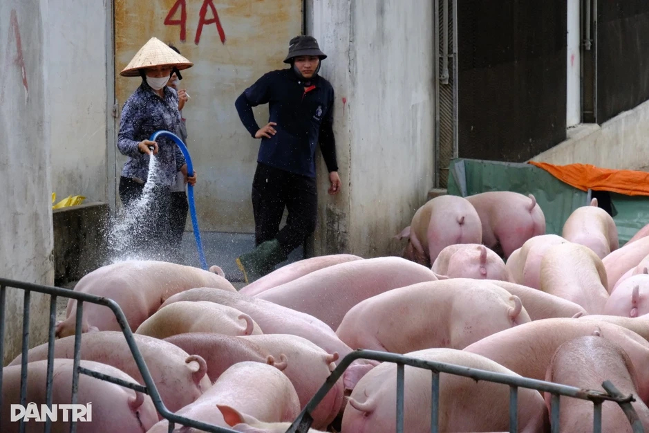 5 tháng phát hiện 80 con heo nhiễm dịch tả châu Phi, tiêu hủy 50.000kg thịt 5 tháng phát hiện 80 con heo nhiễm dịch tả châu Phi, tiêu hủy 50.000kg thịt