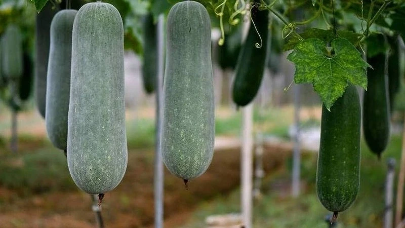 5 thực phẩm bình dân giúp bữa tối nhẹ bụng, hỗ trợ kiểm soát cân nặng 5 thực phẩm bình dân giúp bữa tối nhẹ bụng, hỗ trợ kiểm soát cân nặng