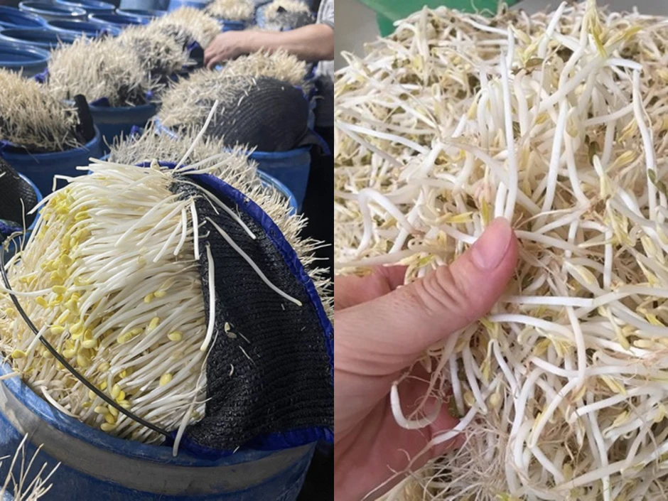 510 tấn giá đỗ "ngậm" chất độc 6-Benzylaminopurine chờ tuồn ra chợ đầu mối: Tác hại và cách chọn giá đỗ "sạch" 510 tấn giá đỗ "ngậm" chất độc 6-Benzylaminopurine chờ tuồn ra chợ đầu mối: Tác hại và cách chọn giá đỗ "sạch"