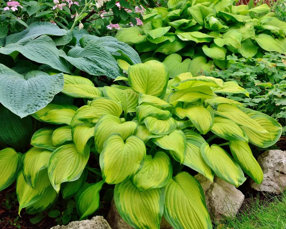 6 loại cây “dụ” muỗi tới nhà: Nếu đang trồng, hãy cẩn trọng