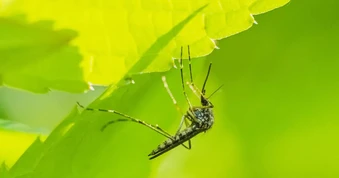6 loại cây “dụ” muỗi tới nhà: Nếu đang trồng, hãy cẩn trọng