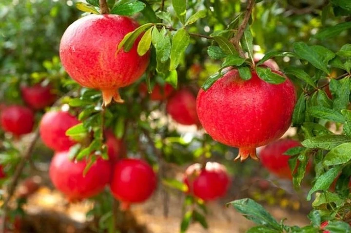 6 loại quả mang ý nghĩa tốt lành được dâng trên mâm lễ Tết Trung thu