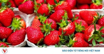 6 loại trái cây quen thuộc mùa hè dễ nhiễm bẩn nếu không được bảo quản đúng cách