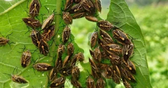 6 người nhập viện nghi do ăn bọ xít