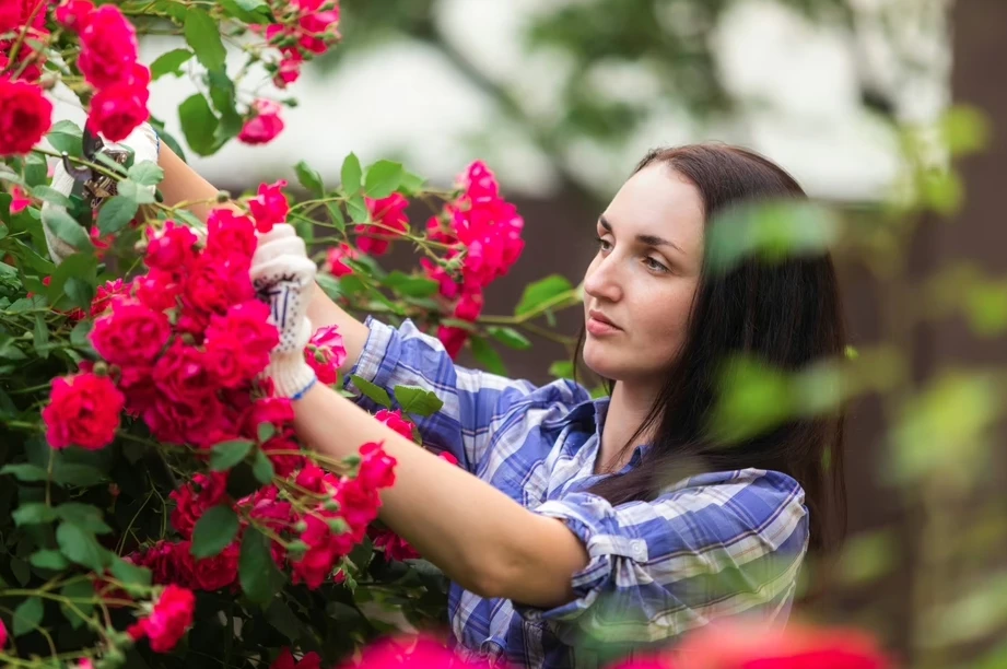 7 loại cây cần cắt tỉa ngay lúc này 7 loại cây cần cắt tỉa ngay lúc này