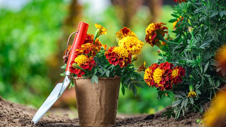 7 loại cây đuổi rắn, hãy trồng quanh nhà ngay