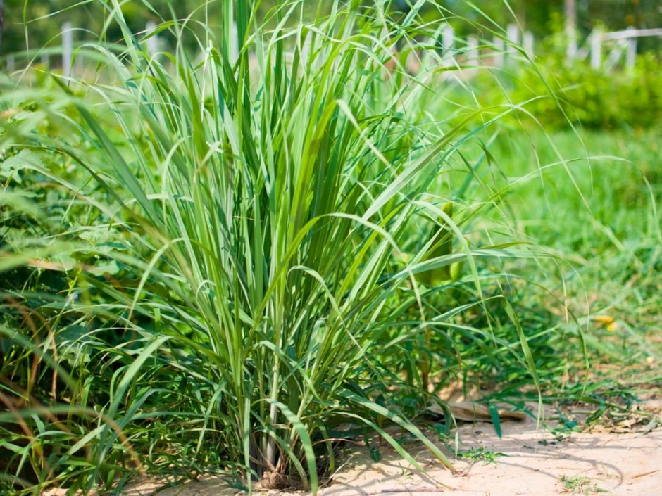 7 loại cây đuổi rắn, hãy trồng quanh nhà ngay