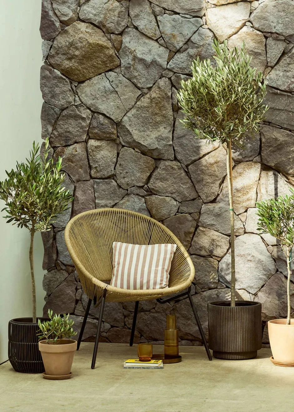 7 loại cây "hút" vượng khí, nên trồng trong vườn nhà 7 loại cây "hút" vượng khí, nên trồng trong vườn nhà
