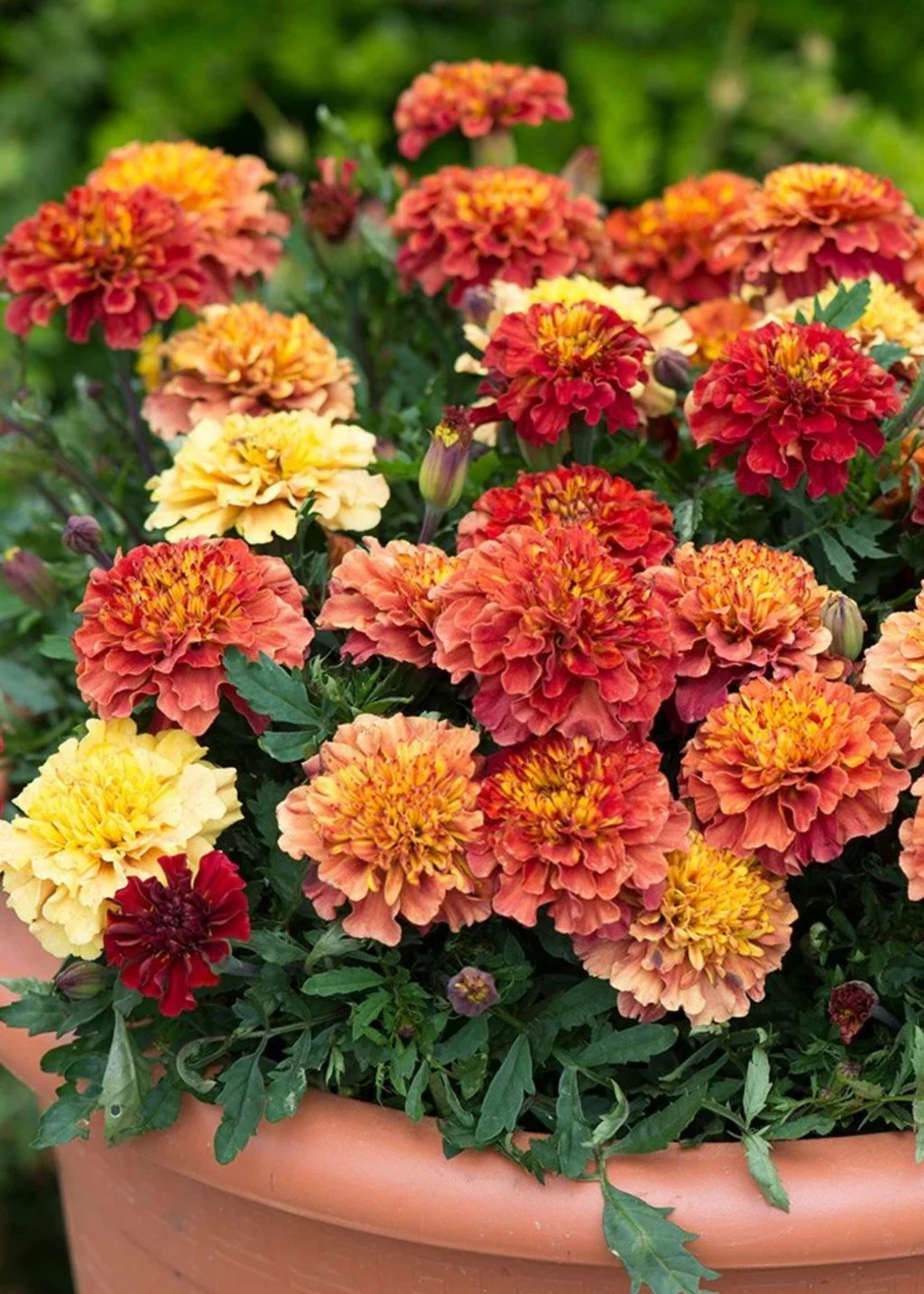 7 loại cây "hút" vượng khí, nên trồng trong vườn nhà 7 loại cây "hút" vượng khí, nên trồng trong vườn nhà