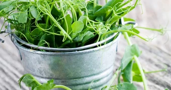 7 loại rau nên trồng ngay trong tháng 9, có loại chỉ ít tuần đã bắt đầu được thu hoạch
