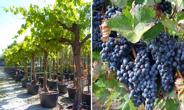 8 loại cây ăn quả "hút" vận may: Tất cả đều dễ trồng tại Việt Nam 8 loại cây ăn quả "hút" vận may: Tất cả đều dễ trồng tại Việt Nam