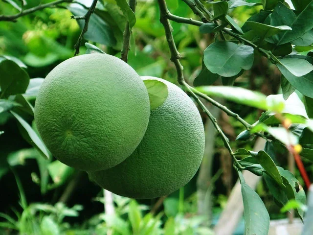 8 loại cây ăn quả "hút" vận may: Tất cả đều dễ trồng tại Việt Nam 8 loại cây ăn quả "hút" vận may: Tất cả đều dễ trồng tại Việt Nam
