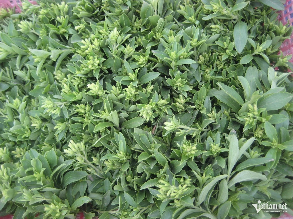 8 loại cỏ mọc ven đường là cây thuốc quý 8 loại cỏ mọc ven đường là cây thuốc quý