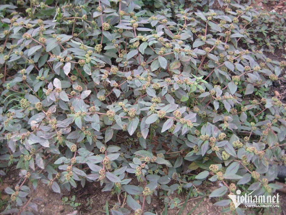 8 loại cỏ mọc ven đường là cây thuốc quý 8 loại cỏ mọc ven đường là cây thuốc quý