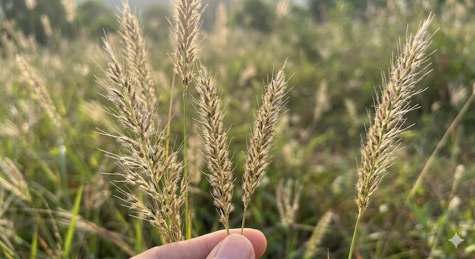 8 loại cỏ mọc ven đường là cây thuốc quý 8 loại cỏ mọc ven đường là cây thuốc quý