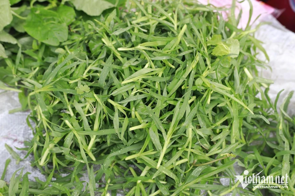 8 loại cỏ mọc ven đường là cây thuốc quý 8 loại cỏ mọc ven đường là cây thuốc quý