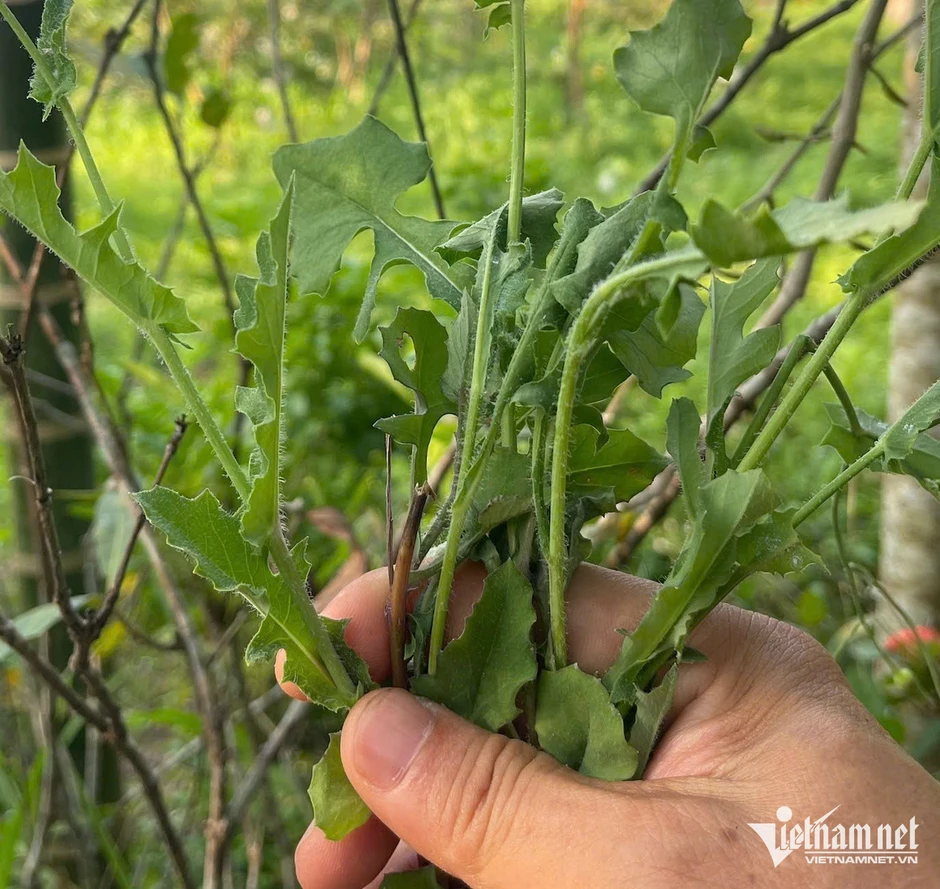 8 loại cỏ mọc ven đường là cây thuốc quý 8 loại cỏ mọc ven đường là cây thuốc quý