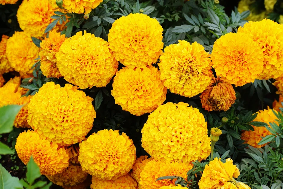 8 loại mùi được nhiều gia đình đặt quanh nhà để xua đuổi rắn 8 loại mùi được nhiều gia đình đặt quanh nhà để xua đuổi rắn