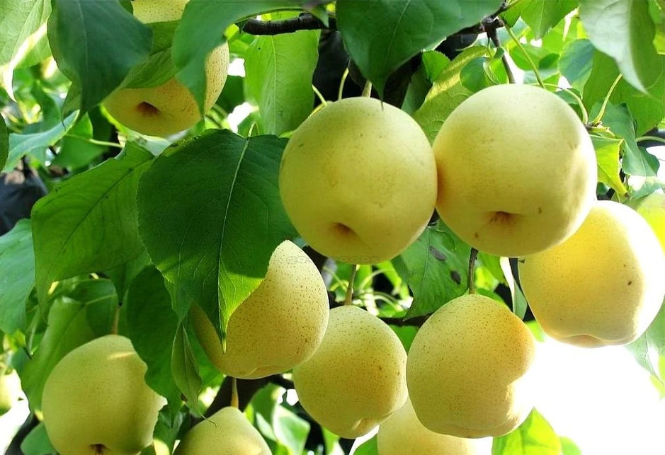 9 loại quả "lọc" mỡ máu tốt bậc nhất đang bán đầy chợ Việt, ăn đều sẽ giảm huyết áp, cholesterol và nguy cơ mắc bệnh tim mạch 9 loại quả "lọc" mỡ máu tốt bậc nhất đang bán đầy chợ Việt, ăn đều sẽ giảm huyết áp, cholesterol và nguy cơ mắc bệnh tim mạch