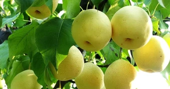 9 loại quả "lọc" mỡ máu tốt bậc nhất đang bán đầy chợ Việt, ăn đều sẽ giảm huyết áp, cholesterol và nguy cơ mắc bệnh tim mạch