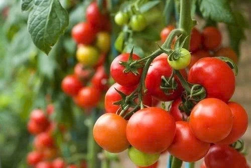 Ăn cà chua mỗi ngày: Lợi hay hại cho sức khỏe? Ăn cà chua mỗi ngày: Lợi hay hại cho sức khỏe?