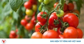 Ăn cà chua mỗi ngày: Lợi hay hại cho sức khỏe?