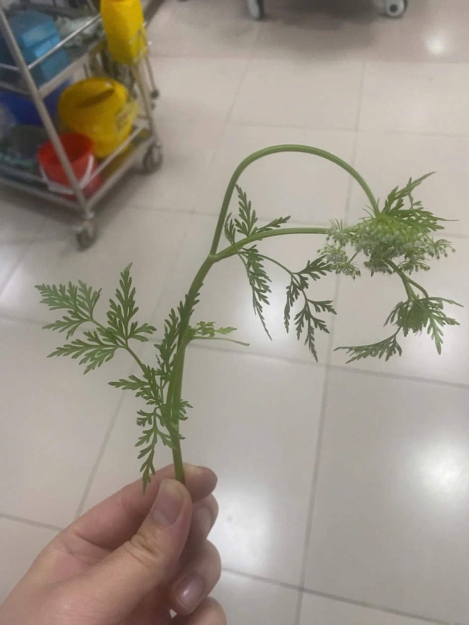 Ăn nhầm cây cần nước độc, ba người nguy kịch Ăn nhầm cây cần nước độc, ba người nguy kịch