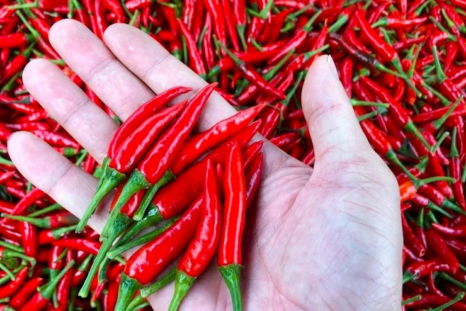 Ăn ớt giúp sống lâu, sống thọ lại ít người biết cách tận dụng Ăn ớt giúp sống lâu, sống thọ lại ít người biết cách tận dụng