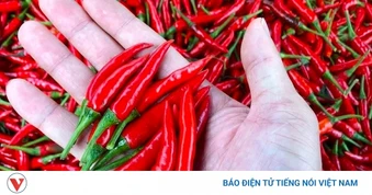 Ăn ớt giúp sống lâu, sống thọ lại ít người biết cách tận dụng