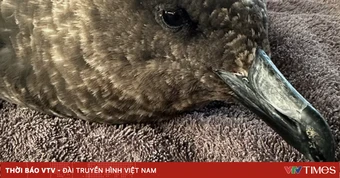 Australia xác nhận trường hợp cúm gia cầm H5N1 đầu tiên