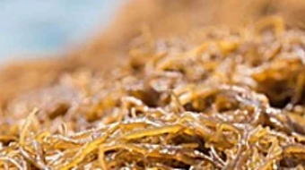 Ba loại tảo nâu Nhật giàu dưỡng chất