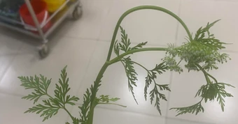 Ba người phải đi cấp cứu sau khi ăn cần dại
