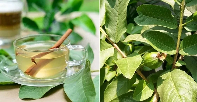 Bác sĩ Bạch Mai gửi lời đến tất cả bệnh nhân tiểu đường đang uống nước lá ổi Bác sĩ Bạch Mai gửi lời đến tất cả bệnh nhân tiểu đường đang uống nước lá ổi