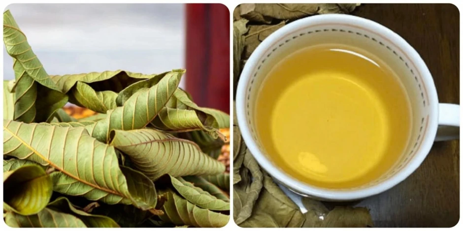 Bác sĩ Bạch Mai gửi lời đến tất cả bệnh nhân tiểu đường đang uống nước lá ổi Bác sĩ Bạch Mai gửi lời đến tất cả bệnh nhân tiểu đường đang uống nước lá ổi