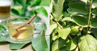 Bác sĩ Bạch Mai gửi lời đến tất cả bệnh nhân tiểu đường đang uống nước lá ổi