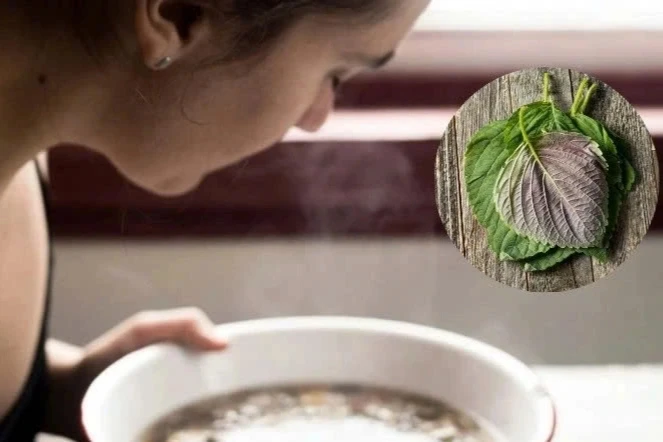 Bác sĩ cảnh báo những sai lầm khi xông mặt bằng lá tía tô Bác sĩ cảnh báo những sai lầm khi xông mặt bằng lá tía tô