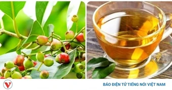 Bài thuốc chữa bệnh từ lá vối