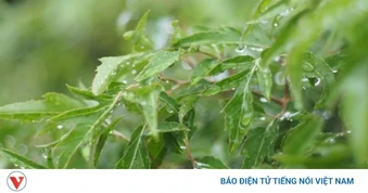 Bài thuốc từ cây đinh lăng