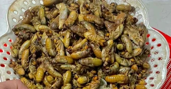 Bắt ve sầu để ăn, 9 người nhập viện vì ngộ độc
