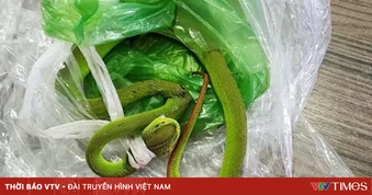 Bé 7 tháng tuổi bị rắn lục đuôi đỏ cắn khi đang ngồi chơi
