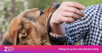 Bị chó cắn, mèo cào: Nhớ kỹ quy tắc '3 không, 1 nên'