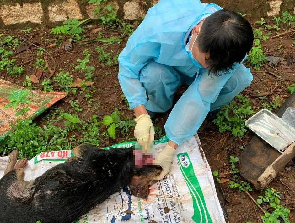 Bị chó nghi mắc bệnh dại cắn nhưng người đàn ông chưa chịu đi tiêm phòng Bị chó nghi mắc bệnh dại cắn nhưng người đàn ông chưa chịu đi tiêm phòng