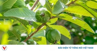 Bí mật ít người biết về tác dụng của lá ổi đối với sức khỏe