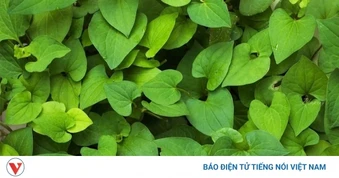 Bí quyết chống nắng, tăng sinh collagen tự nhiên của người Việt ít ai biết
