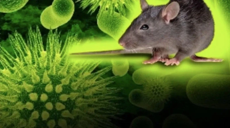 Bộ Y tế phát thông tin khẩn về virus Hanta khiến 3 người tử vong