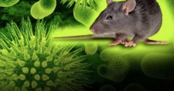 Bộ Y tế phát thông tin khẩn về virus Hanta khiến 3 người tử vong
