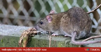 Bộ Y tế thông tin về căn bệnh khiến 3 người trên du thuyền quốc tế tử vong