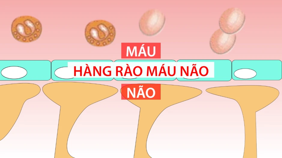Bột ngọt và những hiểu lầm kéo dài nhiều năm